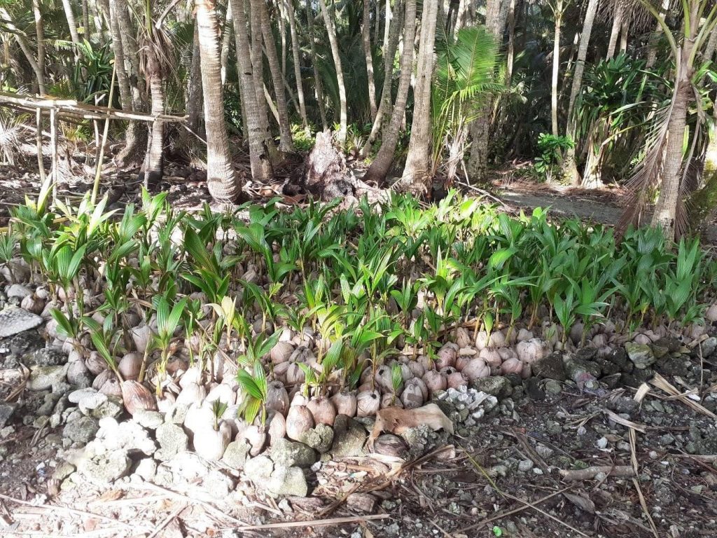 Grown coconuts normally called Vara is one of main food supplements on the Island