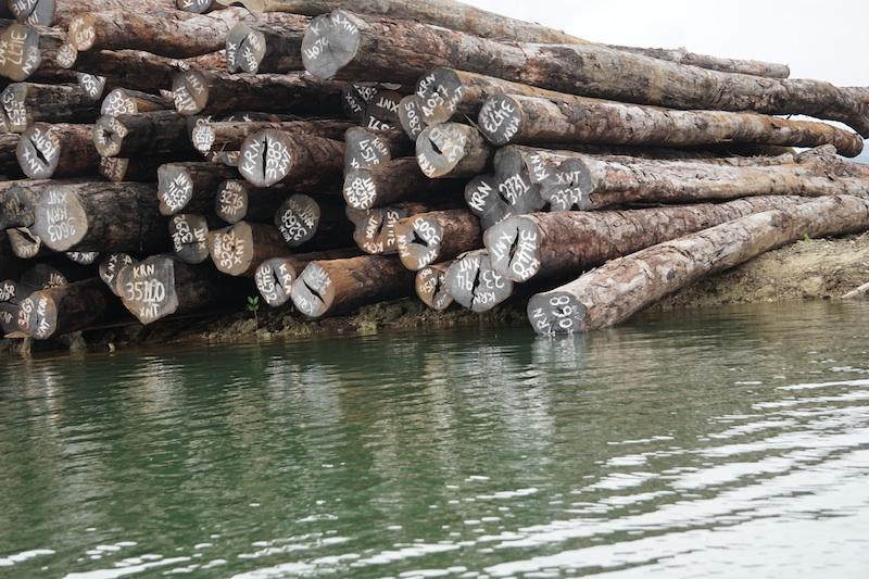 Illegally felled Tubi logs at Korona log pond. Landowners obtained a court order that prevents Malaysian logger Sunrise Ltd from shipping these logs out.