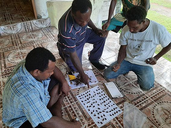 SICCI’s EIDO reaches out to Cocoa and Copra producers in Makira 1 PHOTO 3