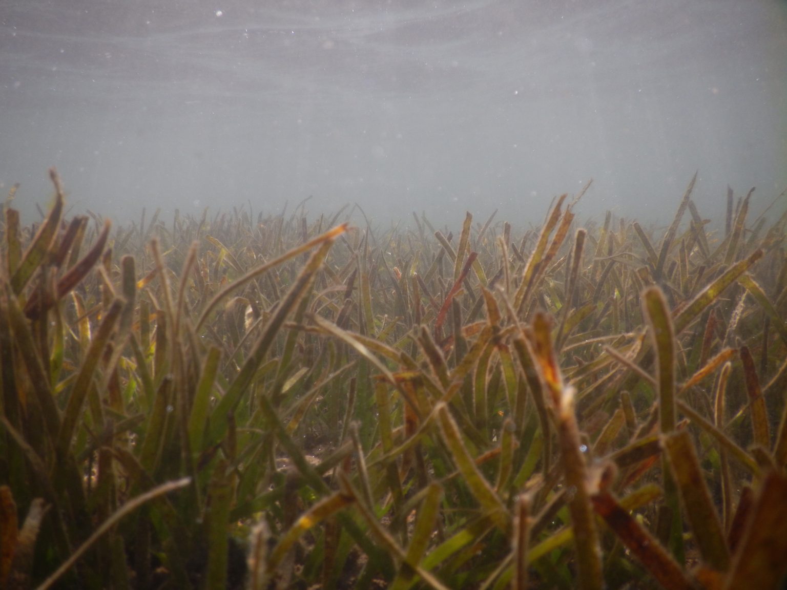Oceans Turf Example Seagrass: Nurturing Oceans, Sustaining Life — Solomon Business Magazine